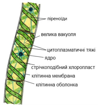 Значення спірогіри - Dovidka.biz.ua